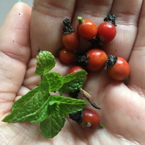 Freshly picked rosehips and a sprig of mint